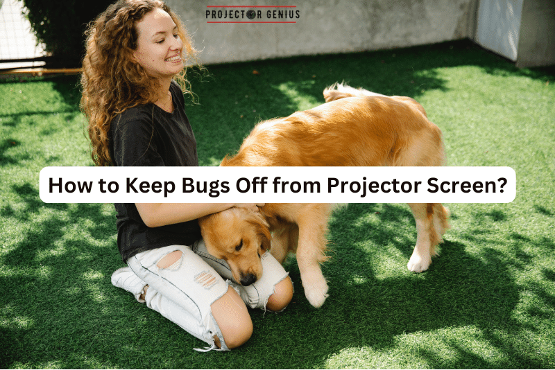 How to Keep Bugs Off from Projector Screen